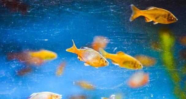 以鱼跟植物能一起养吗？（探索鱼类和植物之间的共生关系）(图3)