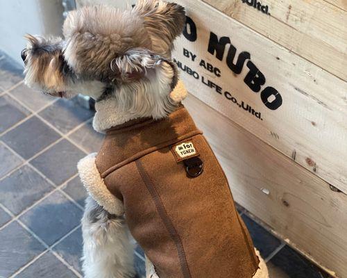 以狗看人（解读狗狗眼中的衣着语言，衣服色彩的重要性）(图2)