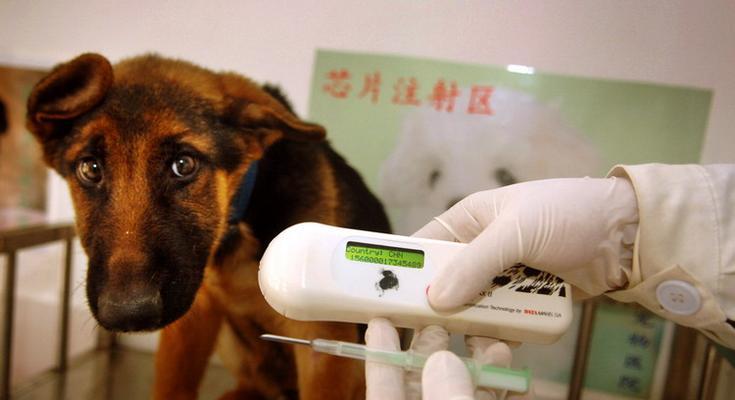 幼犬打芯片的必备证明与程序（保护宠物安全与健康的重要举措） - 新生家伴