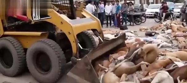 流浪狗问题的成因与解决方案（为什么有这么多流浪狗？如何解决流浪狗问题？）(图1)