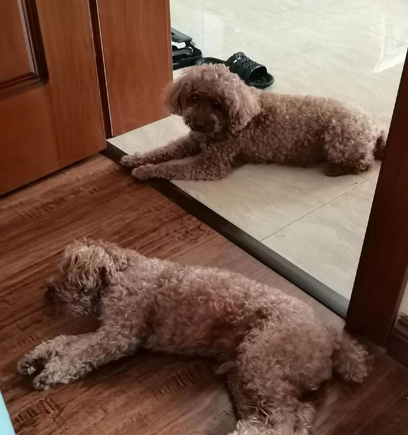 流浪狗问题的成因与解决方案（为什么有这么多流浪狗？如何解决流浪狗问题？）(图2)