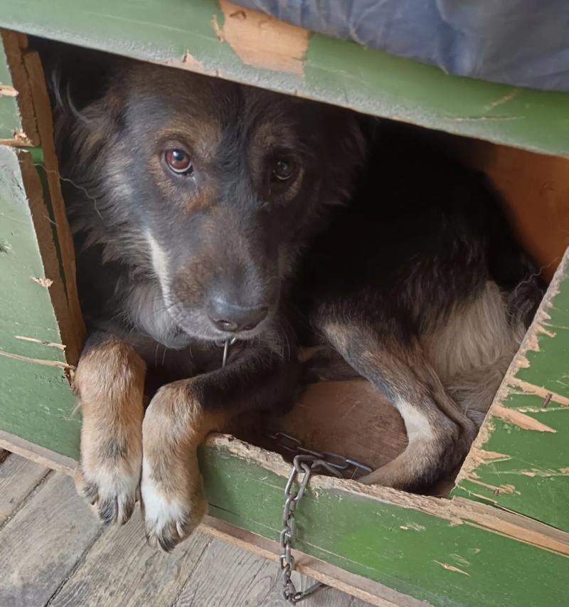 流浪狗问题的成因与解决方案（为什么有这么多流浪狗？如何解决流浪狗问题？）(图3)