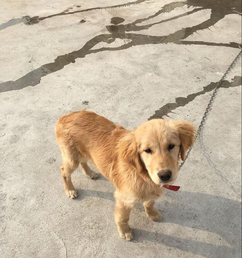 五个月的金毛宝宝是如何成长的？（探寻金毛宝宝五个月时的样貌和行为特点） - 新生家伴