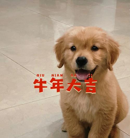 小金毛的奶粉选择（为你的小金毛选择最适合的奶粉）(图2)