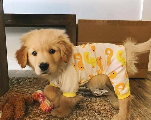 小金毛的奶粉选择（为你的小金毛选择最适合的奶粉） - 新生家伴