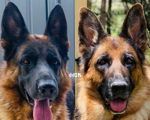 养狗需要满足的条件及要求（了解澳洲养狗的必备知识） - 新生家伴