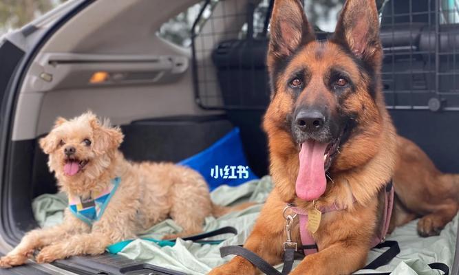 养狗需要满足的条件及要求（了解澳洲养狗的必备知识）(图3)