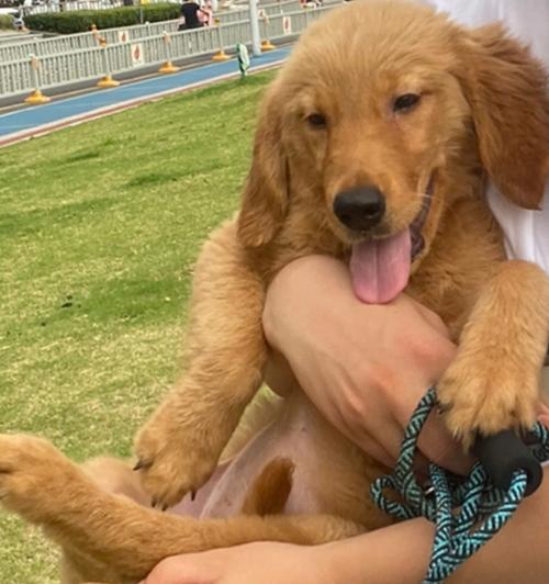 五个月的金毛宝宝是如何成长的？（探寻金毛宝宝五个月时的样貌和行为特点）(图2)