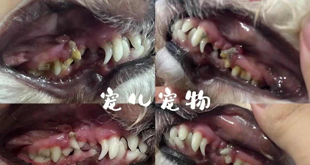 探讨狗狗的牙齿生长周期（狗狗牙齿的发育过程及关键时期） - 新生家伴