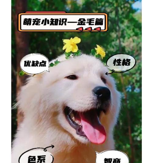 小金毛的奶粉选择（为你的小金毛选择最适合的奶粉）(图3)