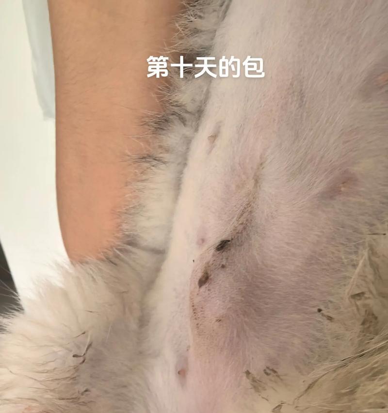 绝育后猫的饮食指南（科学合理的饮食，让绝育猫更健康）(图2)