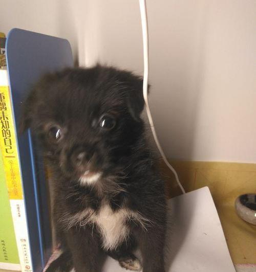 小狗为什么惨叫？（探索小狗惨叫的原因及解决方法）(图2)