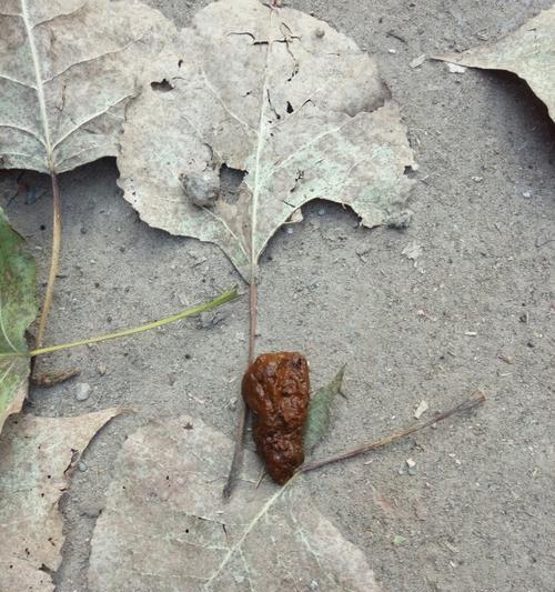 选择合适狗粮，让狗狗的便便清香无比（降低狗狗排泄物的臭味，提升室内空气质量）(图3)