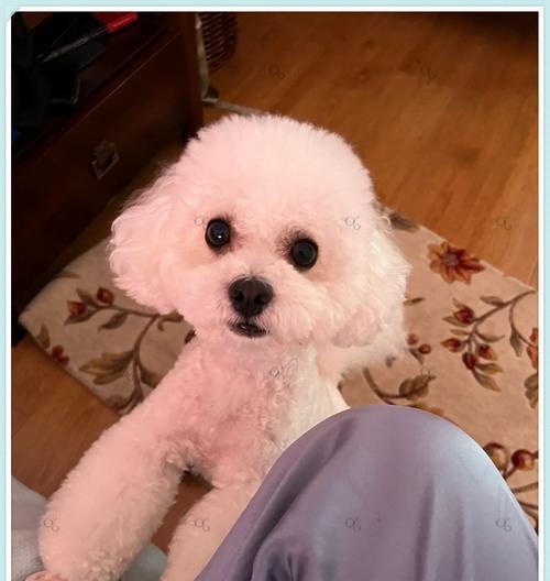 比熊的鼻子为什么多黄了？（了解比熊鼻子黄变的原因及处理方法）(图2)