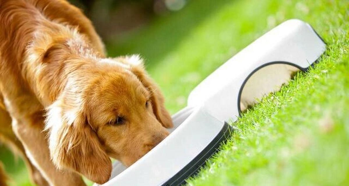 小狗的饮食对成长有重要影响（以小狗吃什么可以长不大为主题的探 - 新生家伴