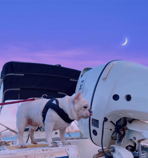 蓝色法牛与自然色系的完美搭配（展现独特魅力的时尚之选）(图2)