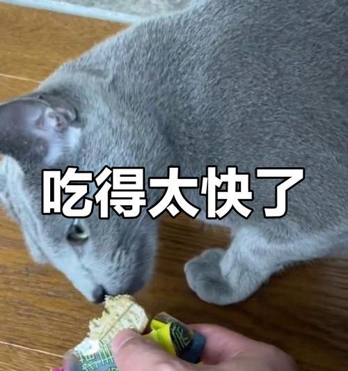 猫咪美味佳肴——自制食物让爱猫更健康（用心为爱猫亲自下厨，让它享受滋味人生） - 新生家伴