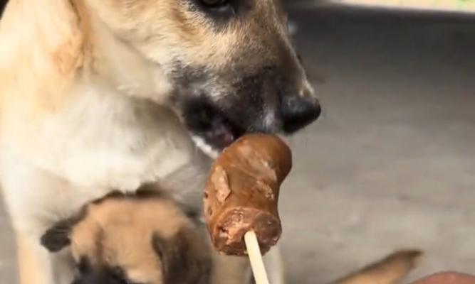 大狗的饮食需求（了解大狗的食物需求，为它提供最佳饮食）(图2)