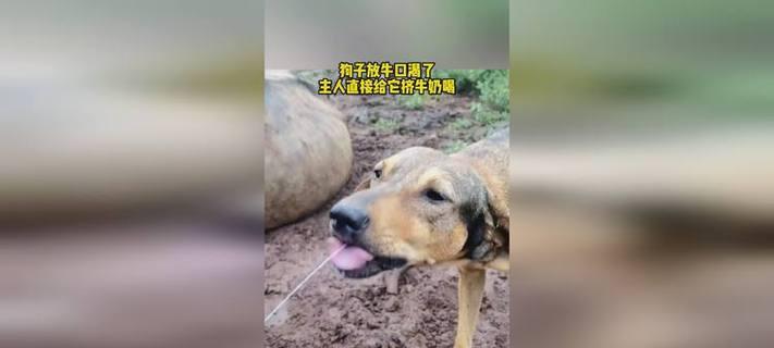 狗口渴可能的病症及应对方法（探究狗口渴的原因和治疗方式）(图2)