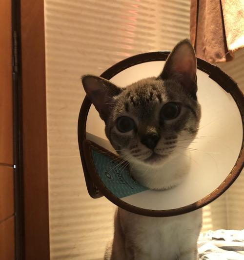 绝育后猫的饮食指南（科学合理的饮食，让绝育猫更健康）(图1)