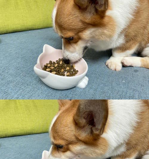 如何缓解狗狗反胃干呕？（以饮食调理和草药治疗为主要方法） - 新生家伴