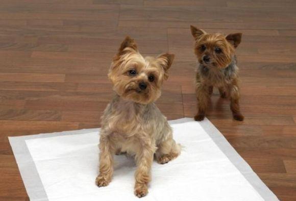 狗狗为什么会露出来怎么办？（了解狗狗露齿行为的原因及应对方法 - 新生家伴