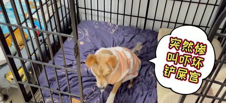 小狗为什么惨叫？（探索小狗惨叫的原因及解决方法） - 新生家伴