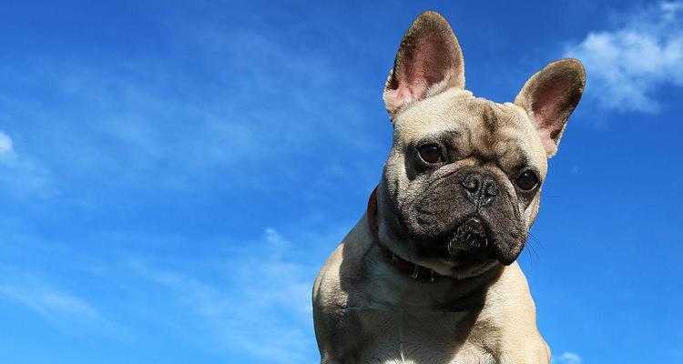 蓝色法牛与自然色系的完美搭配（展现独特魅力的时尚之选）(图1)