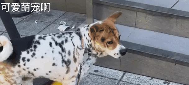 狗狗生宝宝（从症状分析到幸福降临，你需要知道的一切！）(图2)