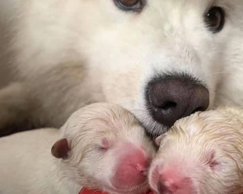 狗狗生宝宝（从症状分析到幸福降临，你需要知道的一切！）(图3)