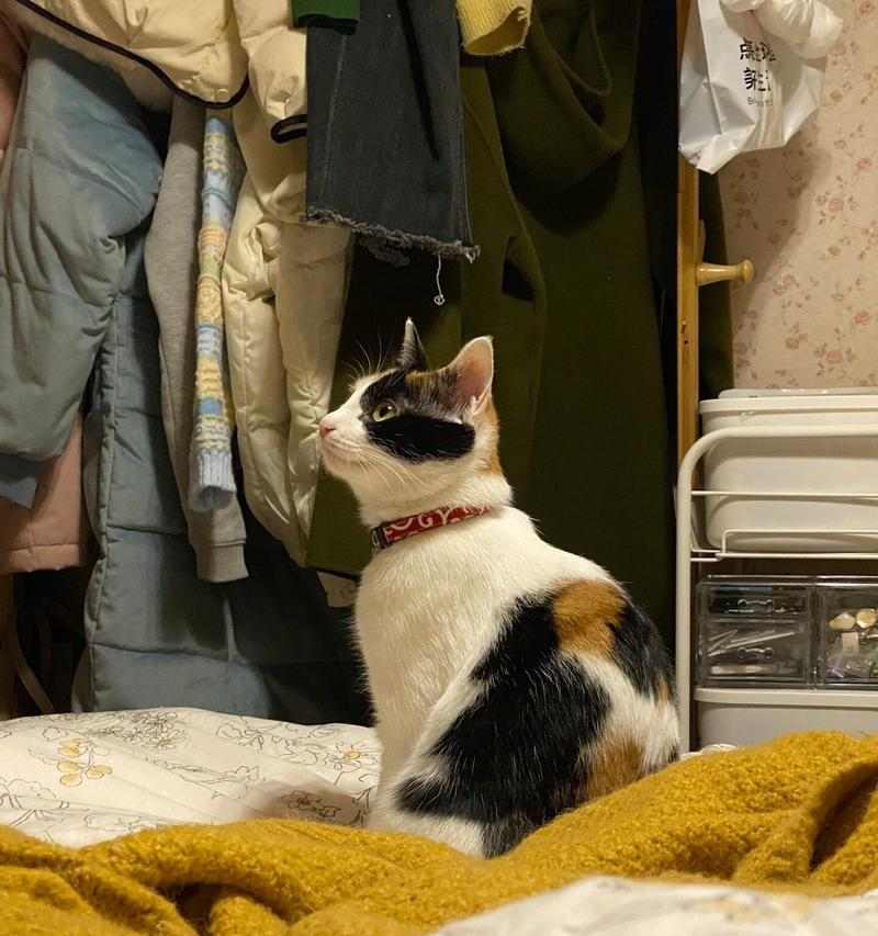 绝育后猫的饮食指南（科学合理的饮食，让绝育猫更健康）(图3)