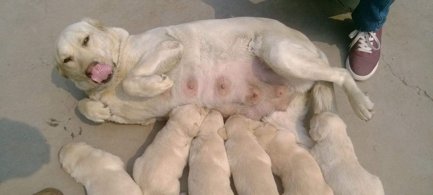 狗狗生宝宝（从症状分析到幸福降临，你需要