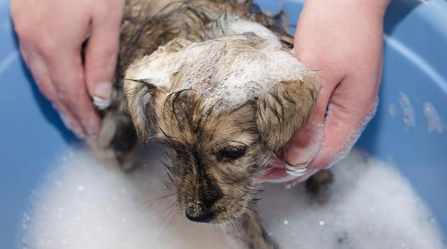 狗不洗澡的危害大，主人要重视（狗不洗澡的