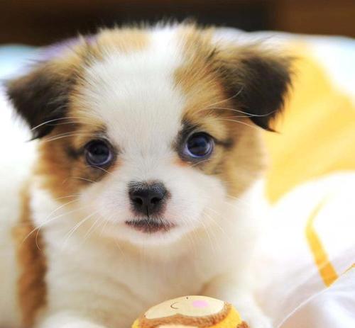 小狗的食物和毛发颜色的关系（狗粮中含有的