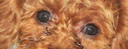 探究泰迪狗体臭的原因（分析泰迪狗体臭的成