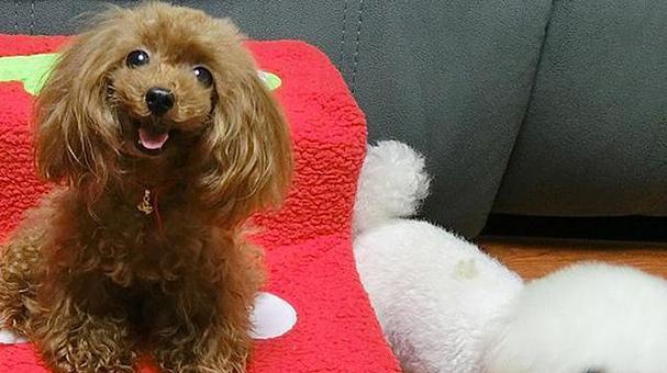 合适的时机让狗狗转为主食大狗粮（选择合适的时间点是帮助狗狗过 - 新生家伴