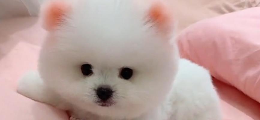 为什么狗狗老尿床上？（探究狗狗尿床的原因和解决办法）(图3)