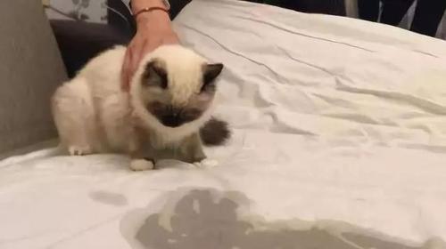 为什么狗狗老尿床上？（探究狗狗尿床的原因和解决办法） - 新生家伴