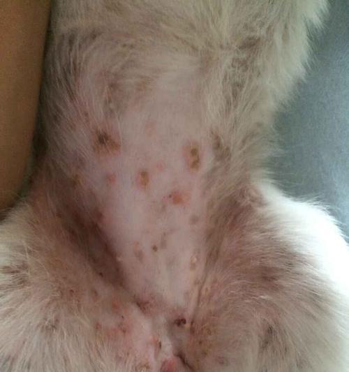 解决狗狗肚子下面长痘痘的方法及药物推荐（寻找有效的治疗方法和药物，改善狗狗肚子下面的痘痘问题）(图2)