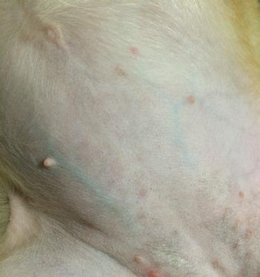 解决狗狗肚子下面长痘痘的方法及药物推荐（寻找有效的治疗方法和药物，改善狗狗肚子下面的痘痘问题）(图3)