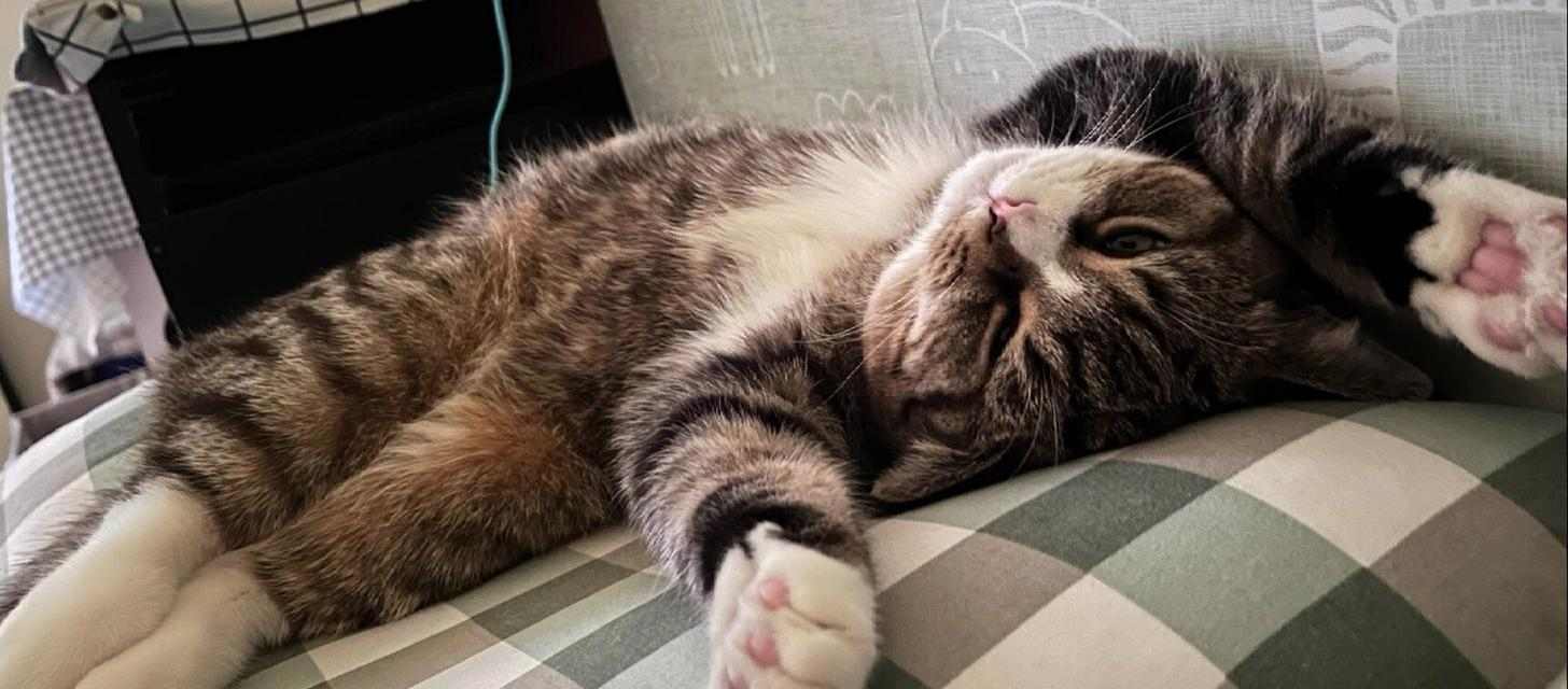 探究猫为何喜欢喝热水（热水与猫的健康关系探讨）(图2)