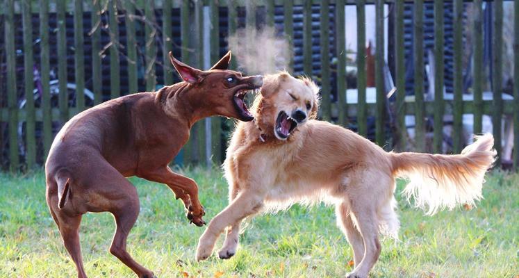 选择何时领养狗狗最佳？（为什么你应该选择在特定时期领养一只可 - 新生家伴