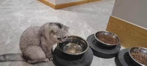 探究猫为何喜欢喝热水（热水与猫的健康关系探讨）(图3)