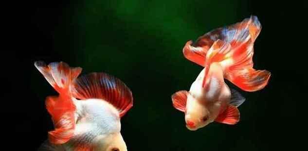 以什么水养金鱼最合适？（探讨金鱼养殖中水质的重要性及选择）(图2)