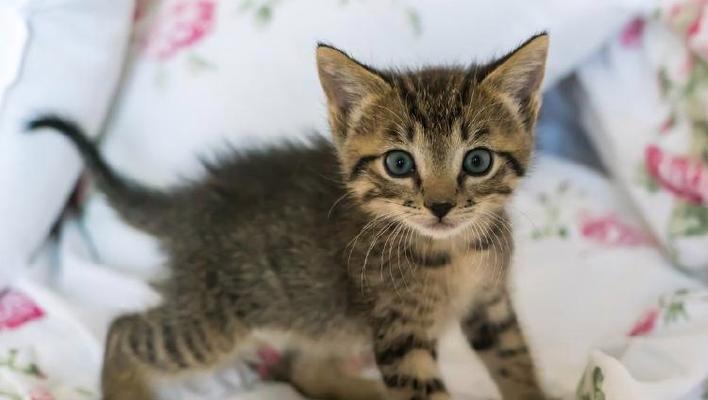 猫咪为什么一直哼哼唧唧？（探究猫咪哼唧的原因及应对方法）(图2)