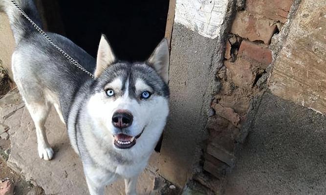 选择适合看家护院的狗（如何选择合适的守护犬品种）(图2)