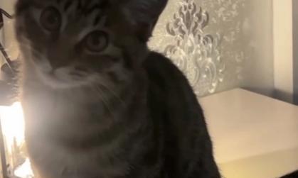 猫咪为什么一直哼哼唧唧？（探究猫咪哼唧的原因及应对方法） - 新生家伴