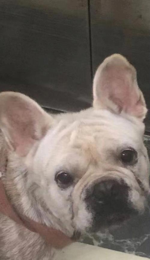 探究斗牛为什么容易损伤皮肤的原因（皮肤脆弱性与斗牛运动的关系探析）(图3)