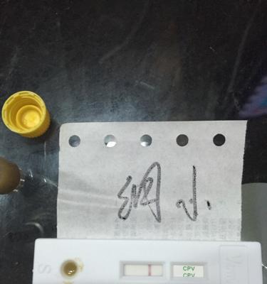 犬瘟带来的悲惨景象（一只犬瘟死亡后，身体经历了怎样的变化？） - 新生家伴