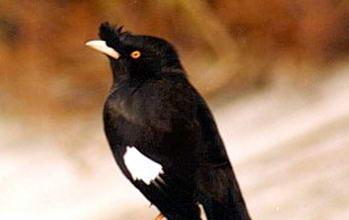 八哥为什么会流鼻涕？（探究八哥鼻涕流动的原因及预防方法） - 新生家伴